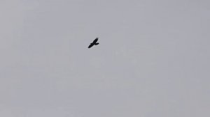 клип | Черный ворон | народная песня