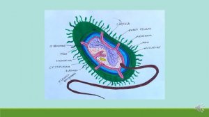 Azotobacter chroococcum