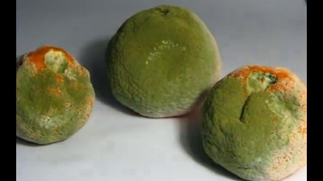 Rotten Oranges