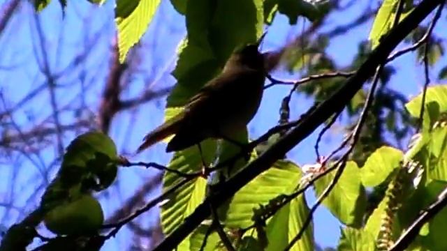 Birding Slovakia - Phylloscopus sibilatrix - Kolibkárik sykavý смотреть онлайн