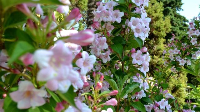 Чернореченский сад смотреть онлайн