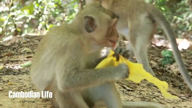 Amazing Meeting Monkey - Funny Monkey Meeting Tourist Girl in Angkor Wat Temple