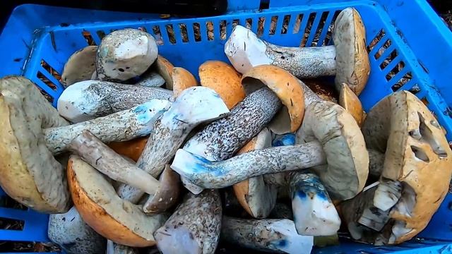 Білі Гриби, Підосичника, Природа Карпат смотреть онлайн