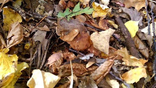 Honey Mushrooms смотреть онлайн