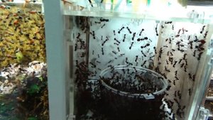 Camponotus nicobarensis колонии 4 года.