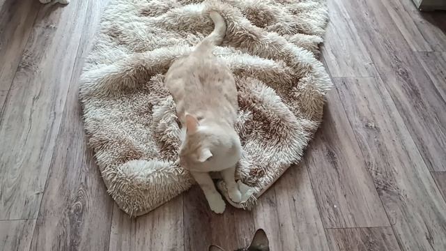 ОСЛЕПШИЙ котик ищет семью ❤️🏡 Краснодар смотреть онлайн