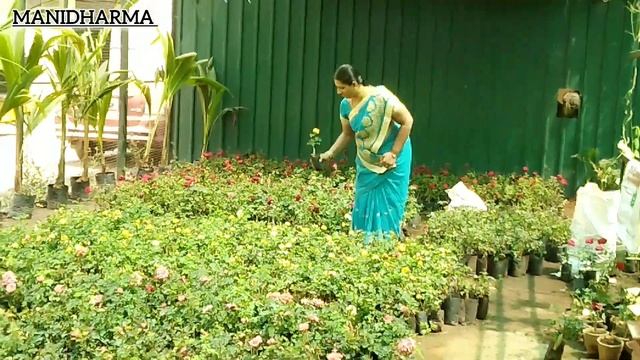 Nursery Garden Tour #Manidharma_Biofarm #Roseplant #flowerplants #Chennai