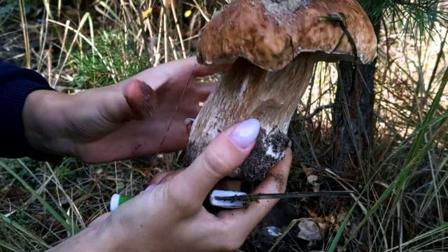Mushroom Hunting in Ukraine