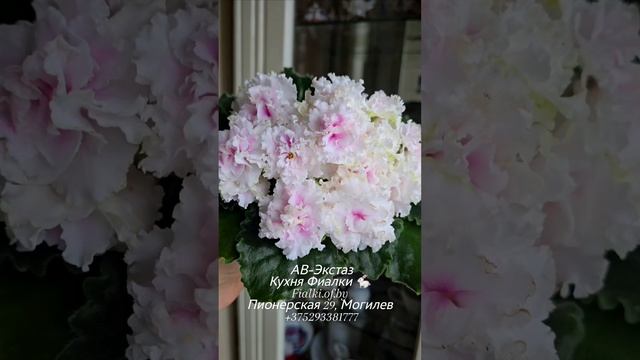 Легенды прошлого и будущего АВ-Экстаз и.....RiV-Амнезия - вы первые его увидите у нас