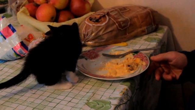 "Linux" Cat eat (Кот "Linux" кушает) смотреть онлайн