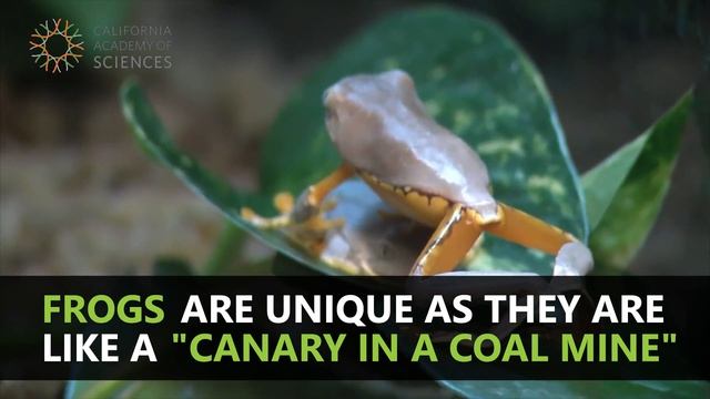 The Devastating Chytrid Fungus