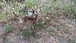 Драки кошек