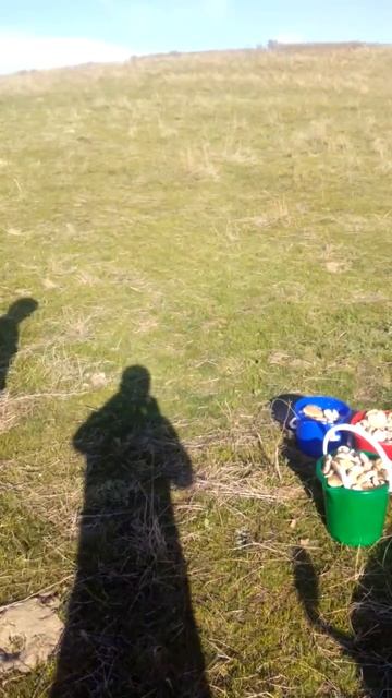 Сбор грибов часть 1-ая, 2016г. смотреть онлайн