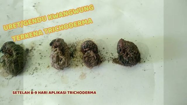 JAMUR AMPUH ATASI KWANGWUNG смотреть онлайн