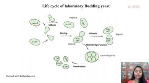 Lec 28 Cell diversity and properties of specialized cells-Budding yeast as a model system.