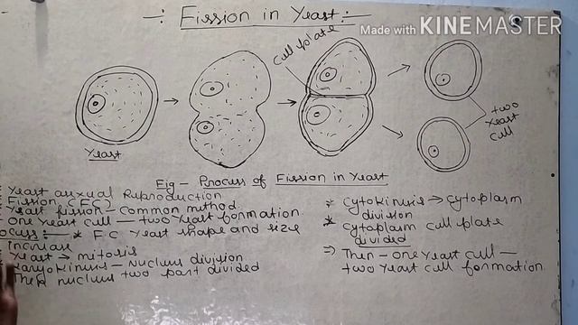 Fission in yeast (Ajay maurya) смотреть онлайн