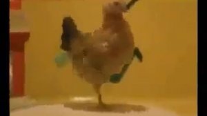 Курица танцует