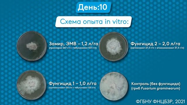 Действие фунгицида Замир® на возбудителя фузариоза колоса Fusarium graminearum in vitro