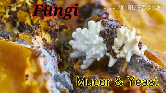 A New Five Kingdom Classification Given by R.H. Whittaker (1969)prepared by Dr.KalpanaTeware смотреть онлайн