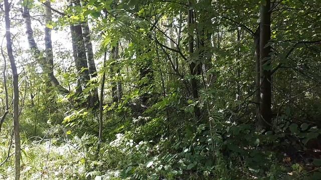 С женой за грибами,СКОЛЬКО ИХ.... МЫ В ШОКЕ!!! смотреть онлайн