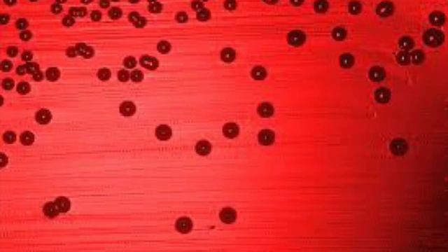Гриби роду Penicillium та їхня роль у медицині і промисловості. Подкаст студента Гаврилюк І.