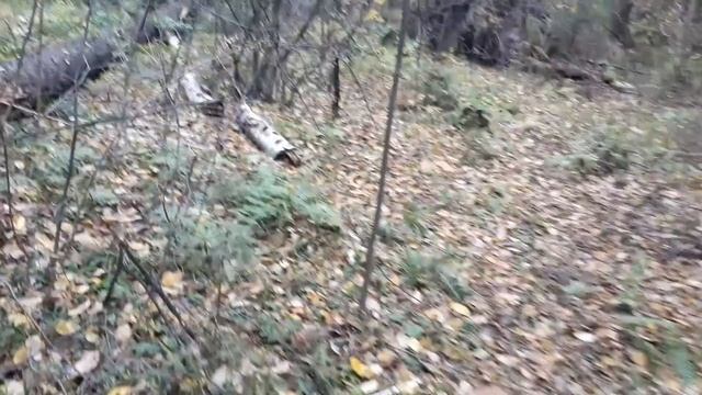 Золотая Осень смотреть онлайн