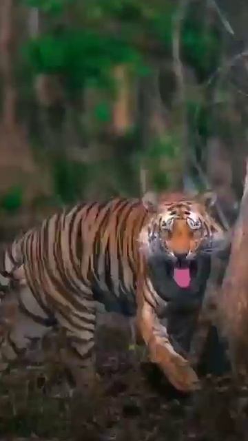 The tiger