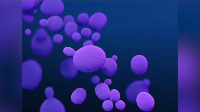 Two cases of Candida Auris reported in Colorado. What it means смотреть онлайн