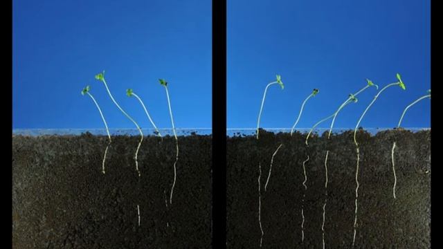 Biotamax seed germination смотреть онлайн