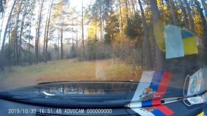 Дети в лесу и мы собираем грибы.