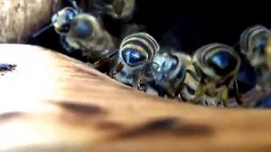 Пчеловодства. Дальневосточная пчела