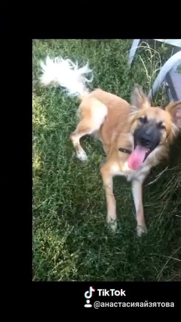 Приют ( на московском ) смотреть онлайн