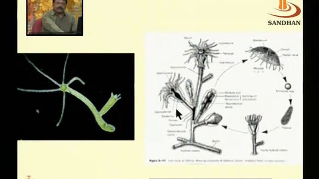 SANDHAN (AGIC): Taxonomy: Non-Chordate смотреть онлайн