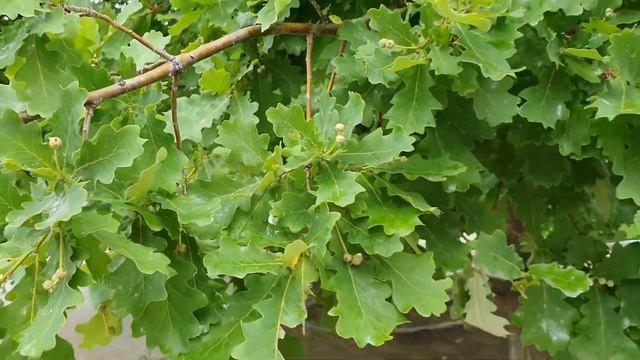 Июнь с трехлеткой. Деревенские будни. Скульптуры из песка. Космический парк смотреть онлайн