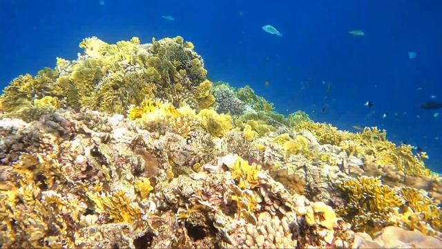 💖 1 minute 31'' Live Webcam on Marsa Mubarak Reef 🤿 смотреть онлайн