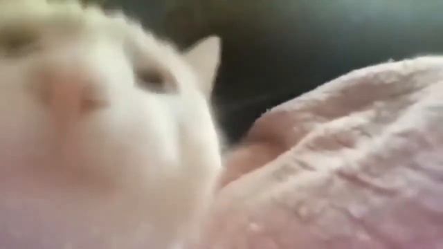 The cat dances for 10 minutes. Meow смотреть онлайн