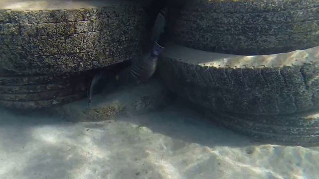 Мурена на пляже в Марса-Аламе смотреть онлайн