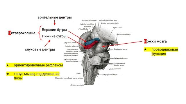 Головной мозг человека: строение, функции + КАК ЭТО ЗАПОМНИТЬ