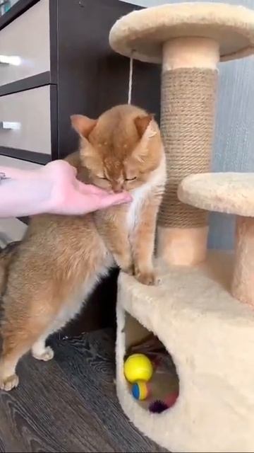 КАК ПРИРУЧИТЬ КОТА К КОГТЕТОЧКЕ! #золотаяшиншилла #лучшийкот