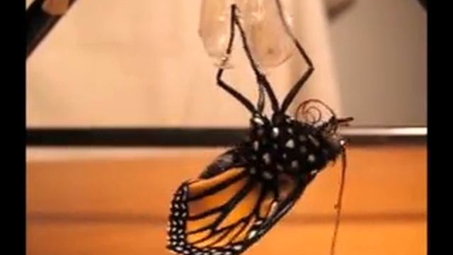 Butterfly смотреть онлайн