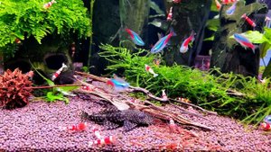 Анциструсы (Ancistrus sp.)