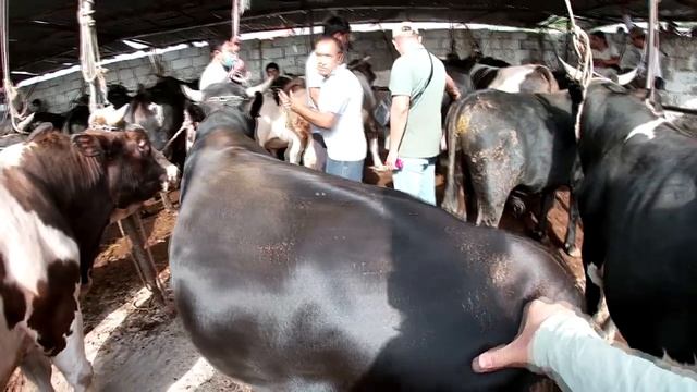 11.07.2021. Нархи буқаҳои фарбеҳ дар МОЛБОЗОРИ ХУЧАНД. Живой вес: 33-34-35-37с... смотреть онлайн