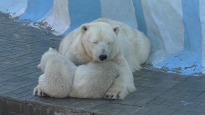 Gerda the Polar Bear embracing her twin cubs at Novosibirsk Zoo, Russia (Apr.23 2019)