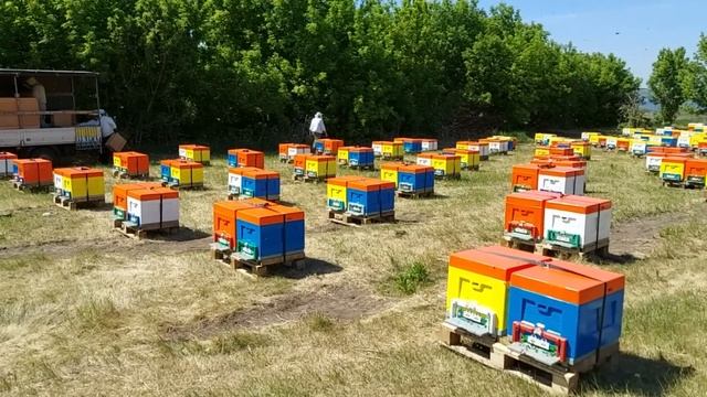 Как заставить пчел тянуть вощину Если у вас нет суши на 145 Что делать смотреть онлайн