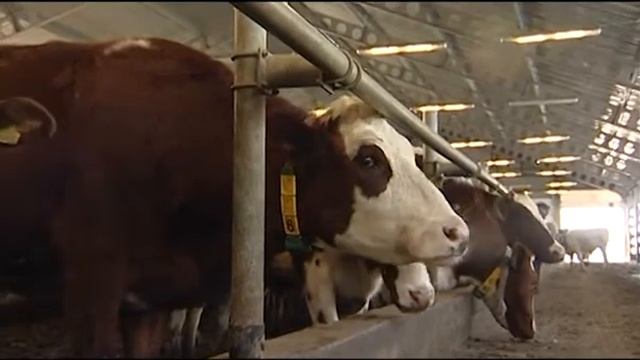 Система Меркурий в Чите смотреть онлайн