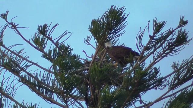 Neptune Eagles 12-21-21. The Neptune Eagle's lose their clutch 💔 and nest in tropical storm winds.