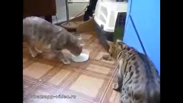 Кислое молоко смотреть онлайн