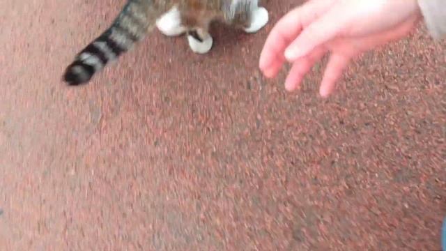 ДВР у Питерских Астрономов СПбГУ (отмена( смотреть онлайн