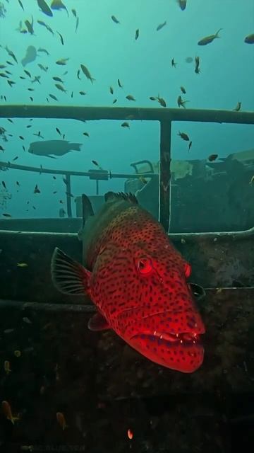 Красота🤿🌊🐟 смотреть онлайн