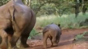 Развивающее видео для детей от года Дикие животные и их детеныши Звуки Умный Ребенок